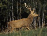 Jeleń europejski (Cervus elaphus)