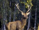 Jeleń europejski (Cervus elaphus)