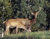 Jeleń europejski (Cervus elaphus)