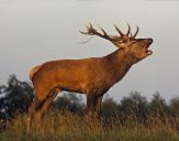 Jeleń europejski (Cervus elaphus)