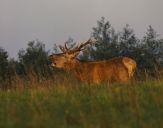 Jeleń europejski (Cervus elaphus)