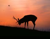 Jeleń europejski (Cervus elaphus) 