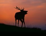 Jeleń europejski (Cervus elaphus) 