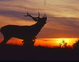 Jeleń europejski (Cervus elaphus) 