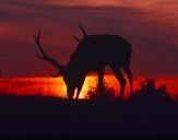 Jeleń europejski (Cervus elaphus) 