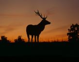 Jeleń europejski (Cervus elaphus) 