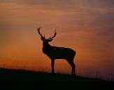 Jeleń europejski (Cervus elaphus) 