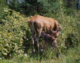 Jeleń europejski (Cervus elaphus) 