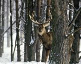 Jeleń europejski (Cervus elaphus)