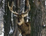 Jeleń europejski (Cervus elaphus)