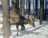 Jeleń europejski (Cervus elaphus)