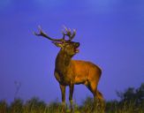 Jeleń europejski (Cervus elaphus)