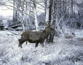 Jeleń europejski (Cervus elaphus)