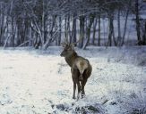 Jeleń europejski (Cervus elaphus)