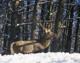 Jeleń europejski (Cervus elaphus)