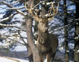 Jeleń europejski (Cervus elaphus)