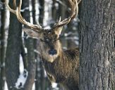 Jeleń europejski (Cervus elaphus)