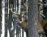 Jeleń europejski (Cervus elaphus)