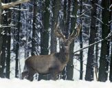 Jeleń europejski (Cervus elaphus)