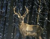 Jeleń europejski (Cervus elaphus)