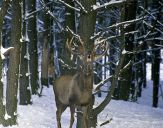 Jeleń europejski (Cervus elaphus)