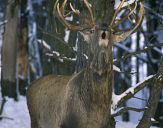 Jeleń europejski (Cervus elaphus)