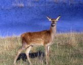 Jeleń europejski (Cervus elaphus)