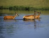 Jeleń europejski (Cervus elaphus)