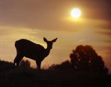 Jeleń europejski (Cervus elaphus)