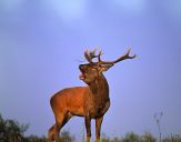 Jeleń europejski (Cervus elaphus)