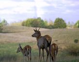 Jeleń europejski (Cervus elaphus)