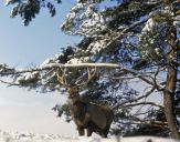 Jeleń europejski (Cervus elaphus)