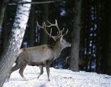 Jeleń europejski (Cervus elaphus)