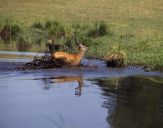 Jeleń europejski (Cervus elaphus)