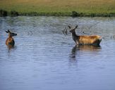 Jeleń europejski (Cervus elaphus)