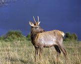 Jeleń europejski (Cervus elaphus)