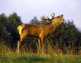 Jeleń europejski (Cervus elaphus)