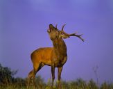 Jeleń europejski (Cervus elaphus)