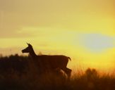 Jeleń europejski (Cervus elaphus)