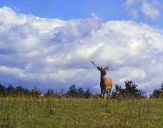 Jeleń europejski (Cervus elaphus)