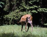 Jeleń europejski (Cervus elaphus)