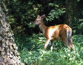 Jeleń europejski (Cervus elaphus)