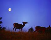 Jeleń europejski (Cervus elaphus)