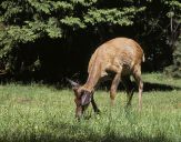 Jeleń europejski (Cervus elaphus)