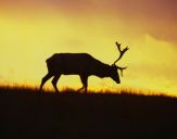 Jeleń Maral - Maral deer -Rosja