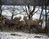 jeleń sika - Sika Deer