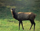 Jeleń europejski (Cervus elaphus)