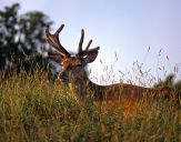 Jeleń europejski (Cervus elaphus)