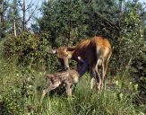 Jeleń europejski (Cervus elaphus)