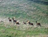 Jeleń europejski (Cervus elaphus)